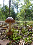 FZ020502 Mushrooms.jpg